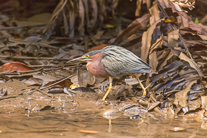 Green Heron, Indian River, Dominica.